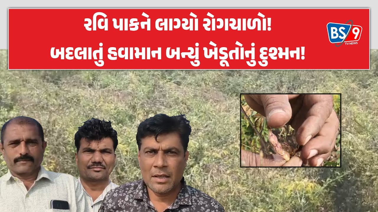 Mendarda | આકાશી આફતો સામે ખેડૂત બન્યો નિરાધાર! ‘કમોસમી’ આફતોથી ખેડૂતો પર બમણો માર! | BS9 TV NEWS