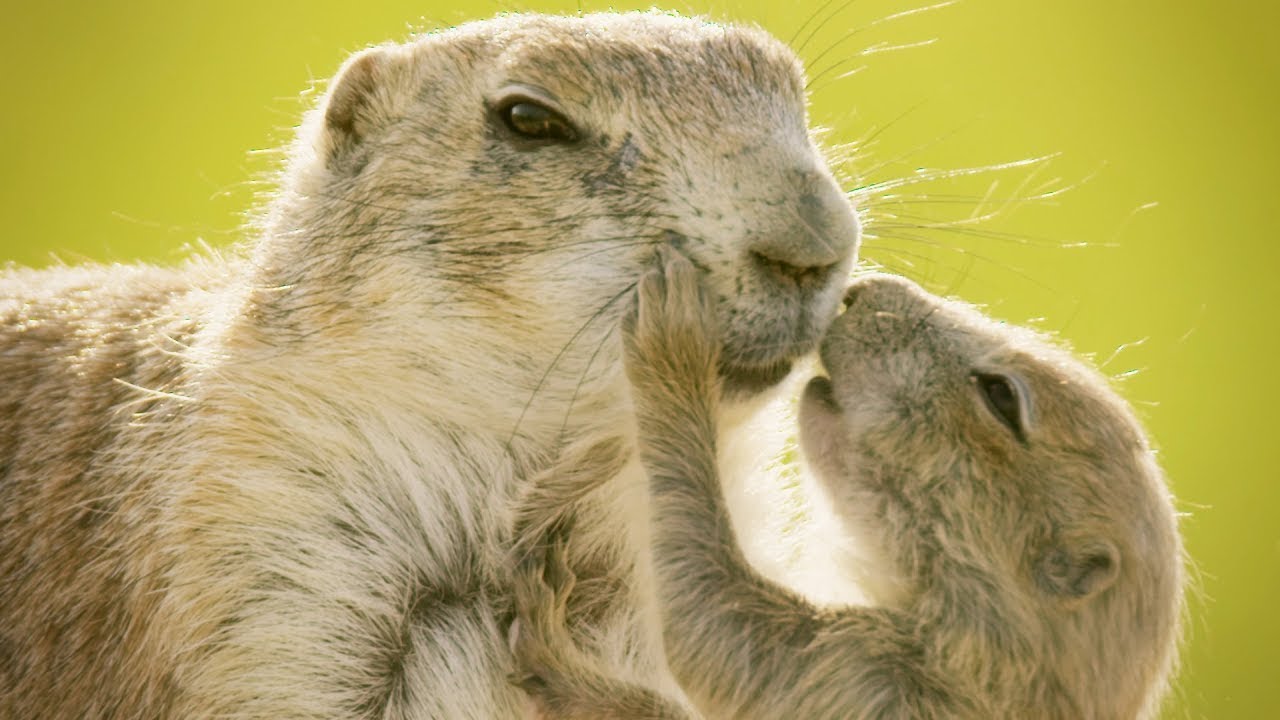 Baby Prairie Dog Learns to Socialize Through Kisses! 😙 | Life: First Steps | Animal Friends