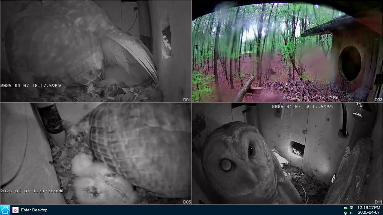 Barred Owl, Leesville Owls Live Stream