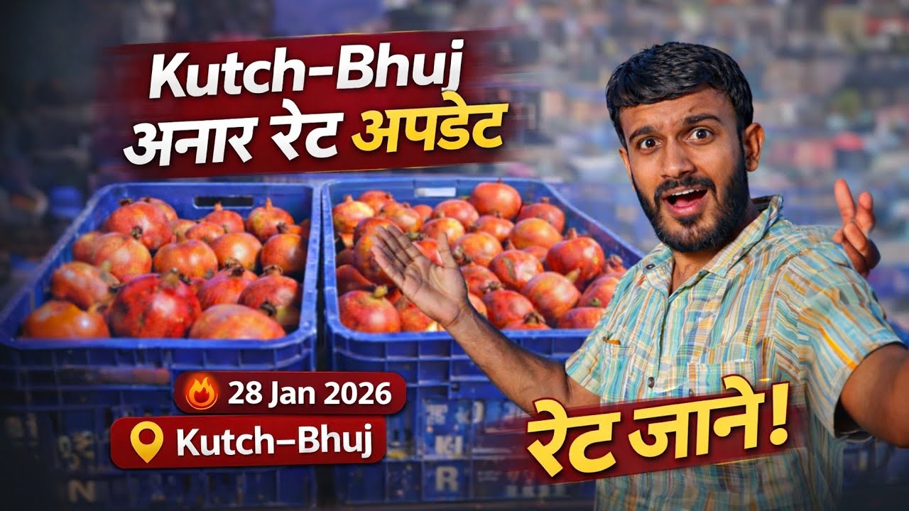 Aaj Ka Anar Rate 😱 | Kutch–Bhuj Mandi Latest Bhav | Fresh Market Update