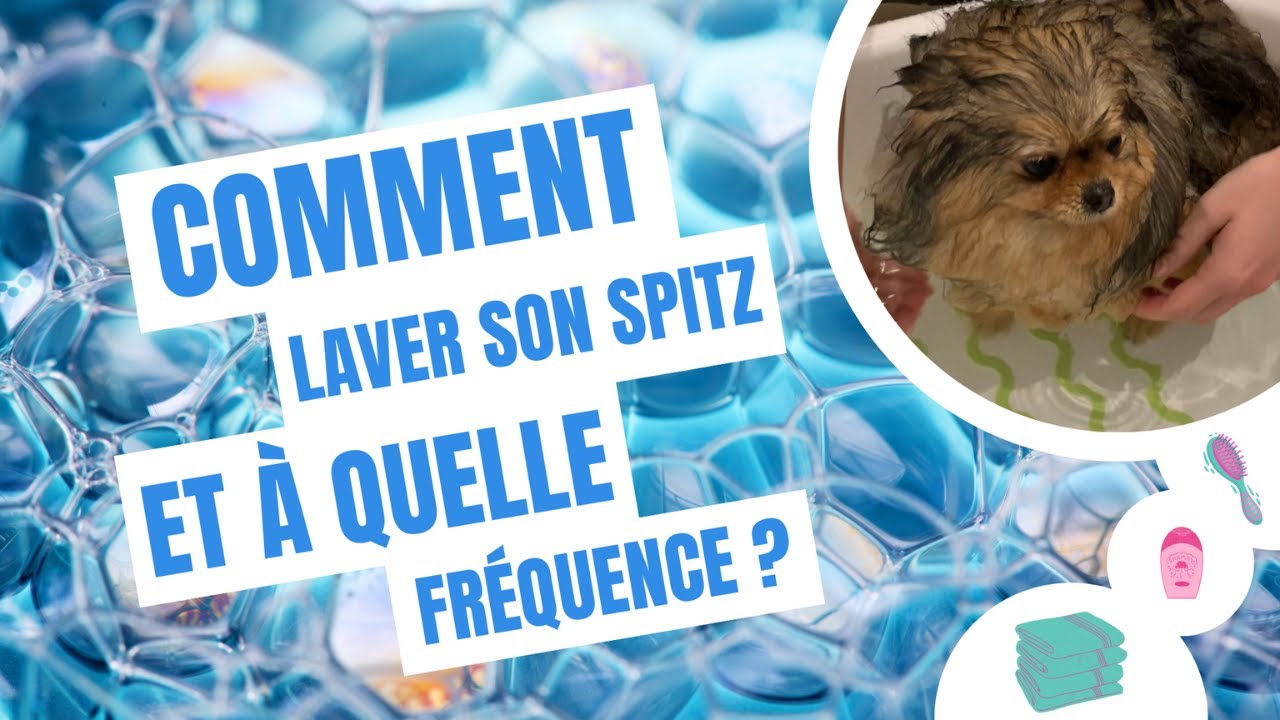 🐶 Comment bien laver mon Spitz Nain ? 🐾 : ✦ 100% #POMERANIAN