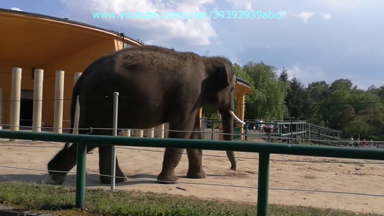 ZOO Chorzów 2018 - wycieczka po zoo