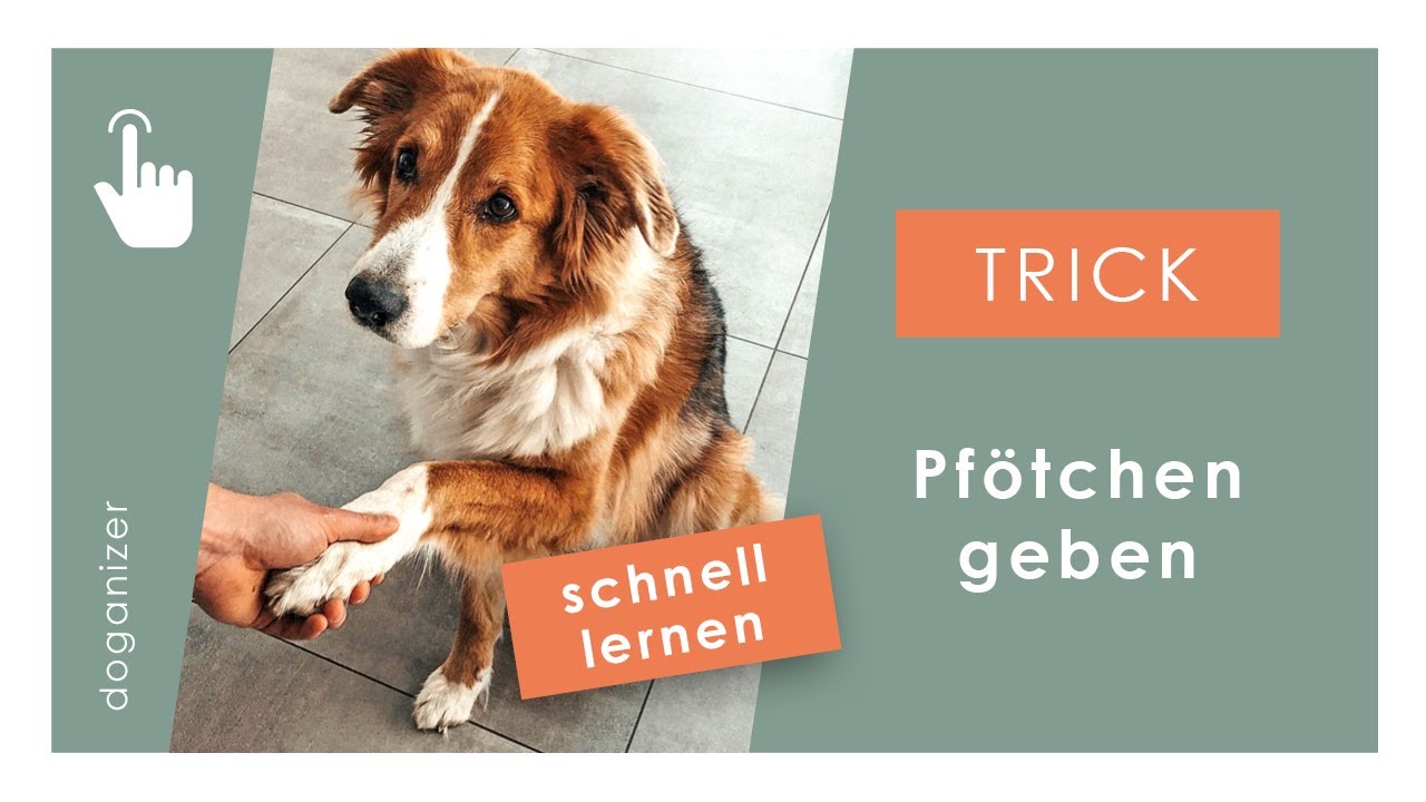 Hund Gib Pf&ouml;tchen beibringen | Kommado Gib Pfote schnell lernen | Tricks