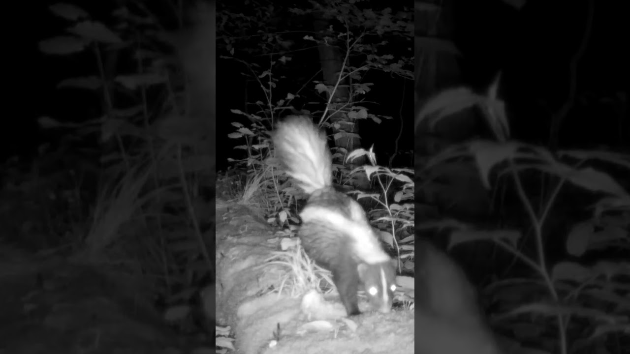 Skunk takes the high ground