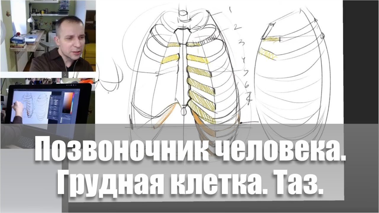 Позвоночник. Грудная клетка. Таз / Видеокурс /Пластическая анатомия - А. Рыжкин