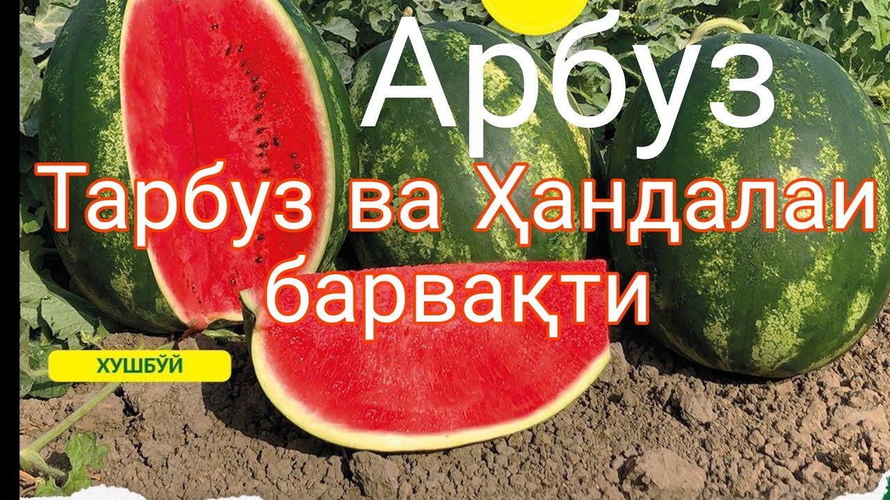 Тарбуз ва Ҳандалаи барвақти тавсия деҳқони таҷрибадор барои фоидаи нағз ба даст овардан