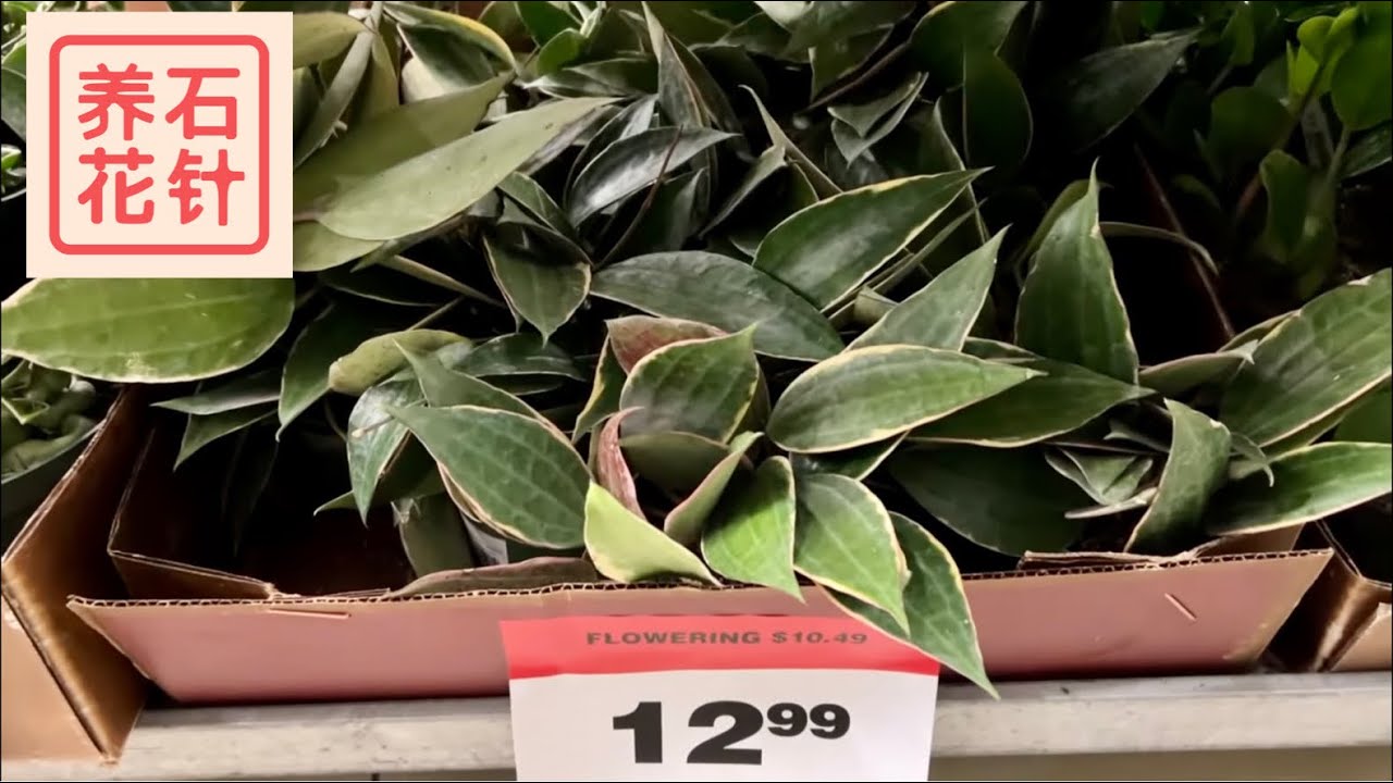 刚上架就打折：大叶球兰 Hoya macrophylla