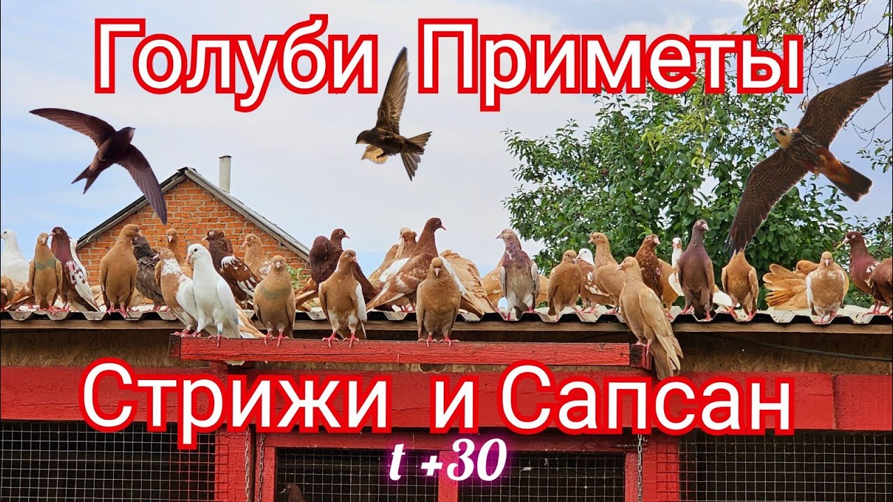 По приметам стрижи летят а голуби