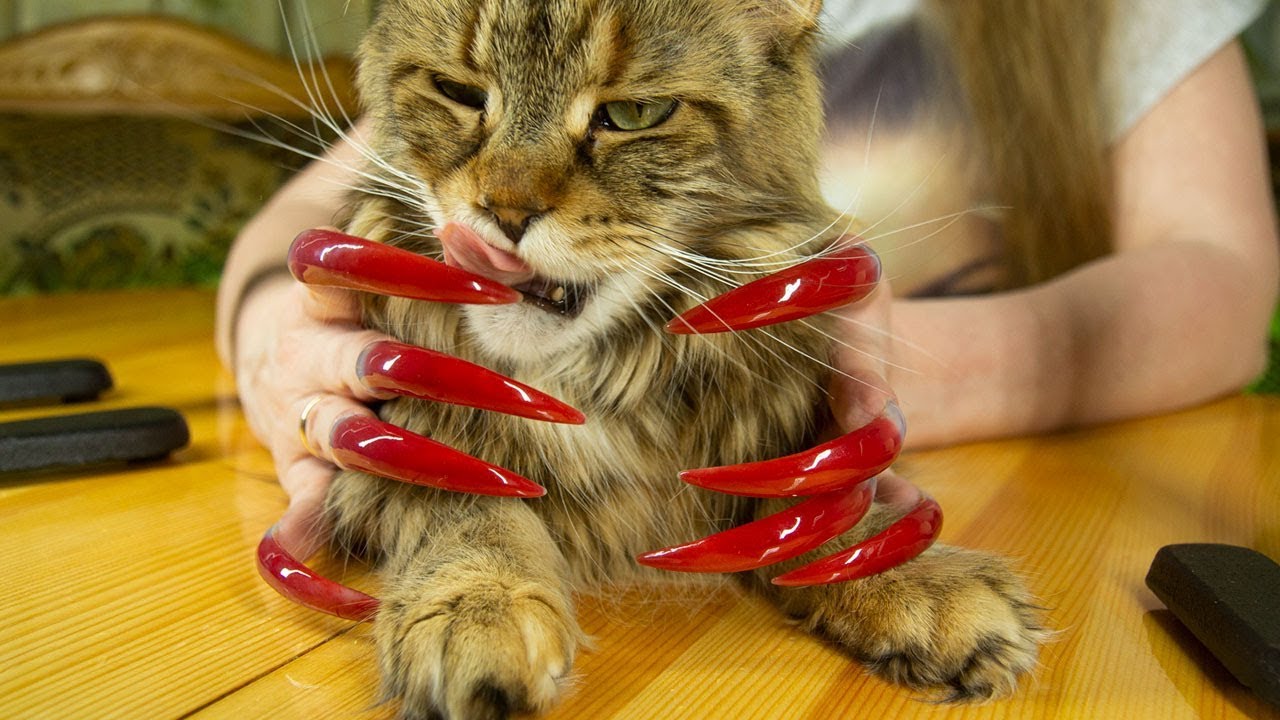 АСМР для сна и релакса, звуки с ушка на ушко, стук ногтей и кошка Василиса