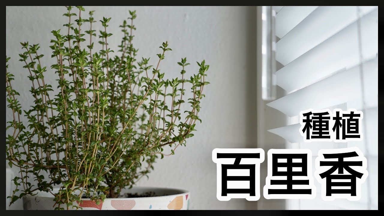 百里香 種植