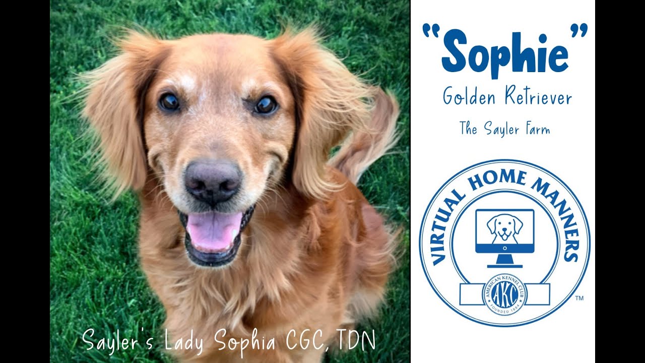 AKC Home Manners: Golden Retriever Sophie