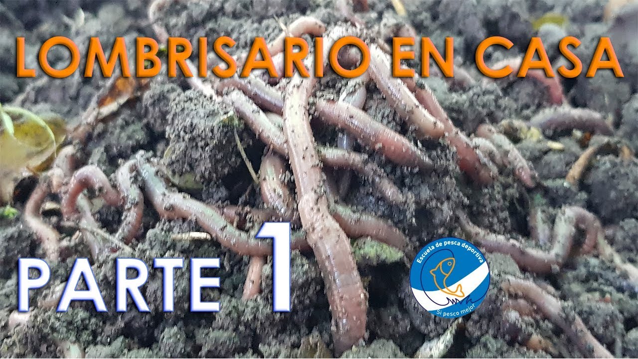 COMO CRIAR LOMBRICES !!! PARTE 1. EL MODULO DE CRÍA
