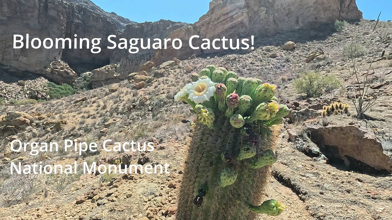 Blooming Saguaro Cactus! Hiking in Organ Pipe Cactus National Monument