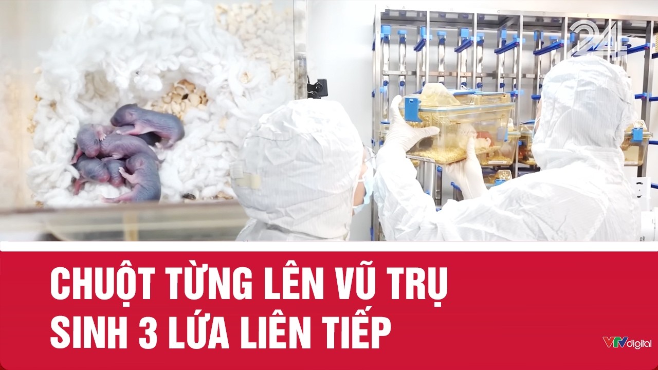Chuột từng lên vũ trụ sinh 3 lứa liên tiếp | VTV24