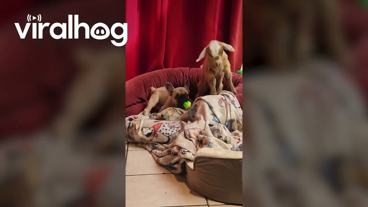 Baby Goat and Frenchie Puppy Turn the Cute Up to 11 || ViralHog