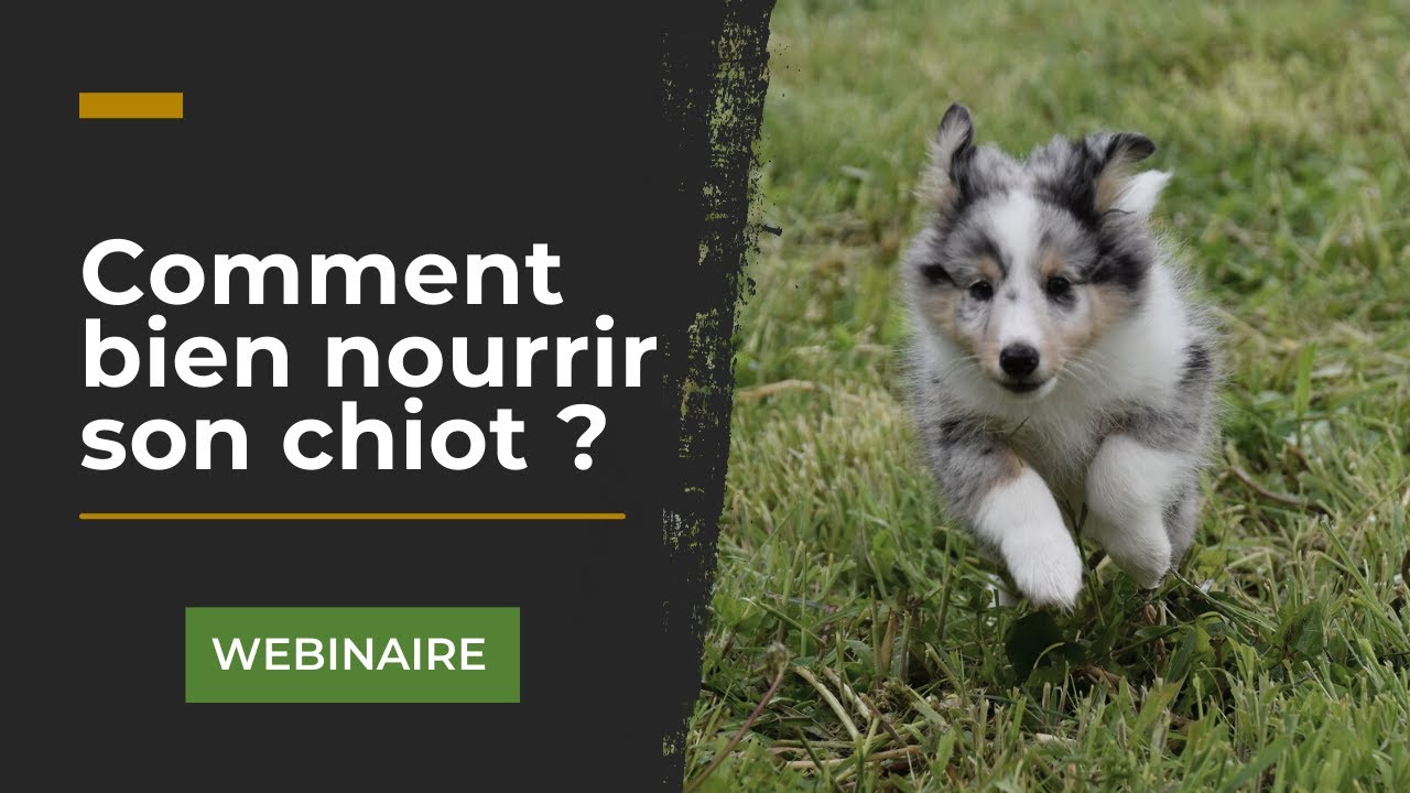 Alimentation - Comment bien nourrir son chiot ?