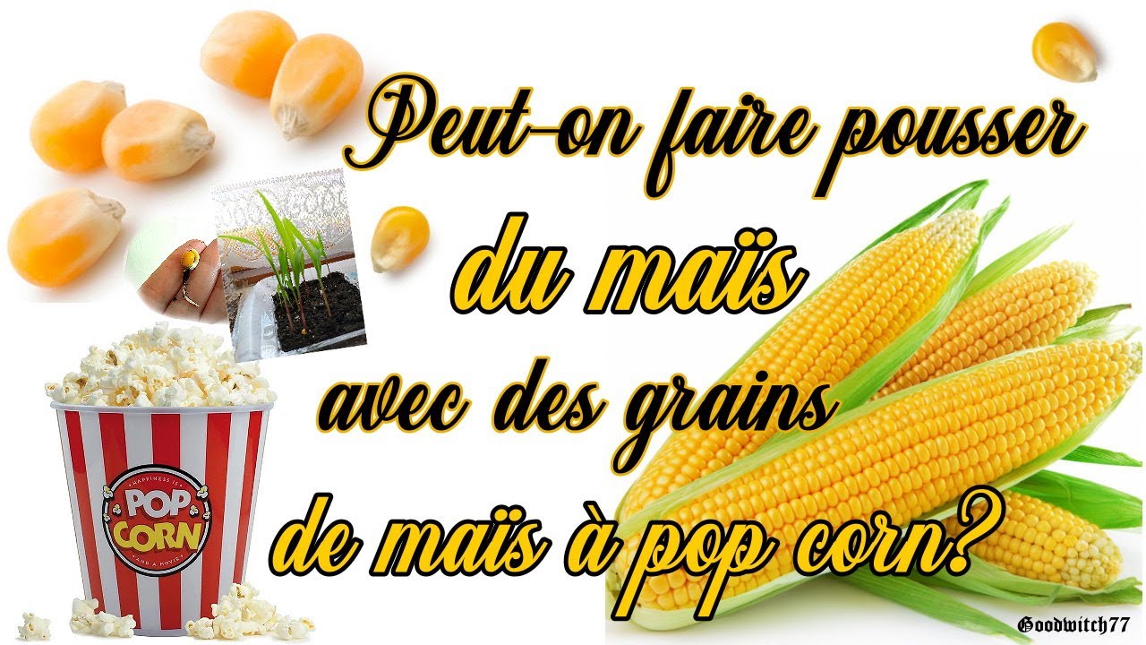 Faire pousser du mais à partir de grains de maïs popcorn - en pot, au jardin - Test - Growing corn?