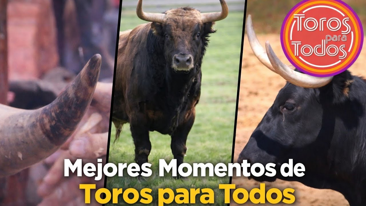 algunos de los mejores momentos de toros para todos/último vídeo de 2024