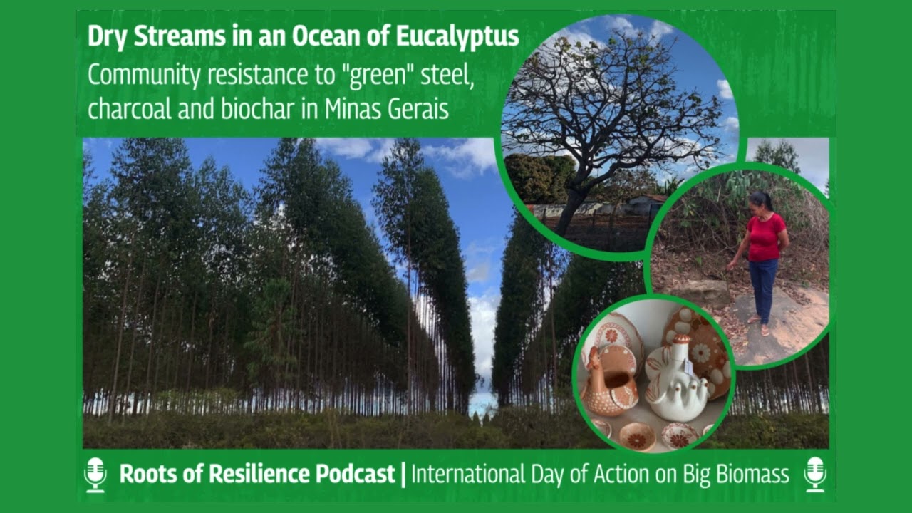 Podcast: Dry Streams in an Ocean of Eucalyptus