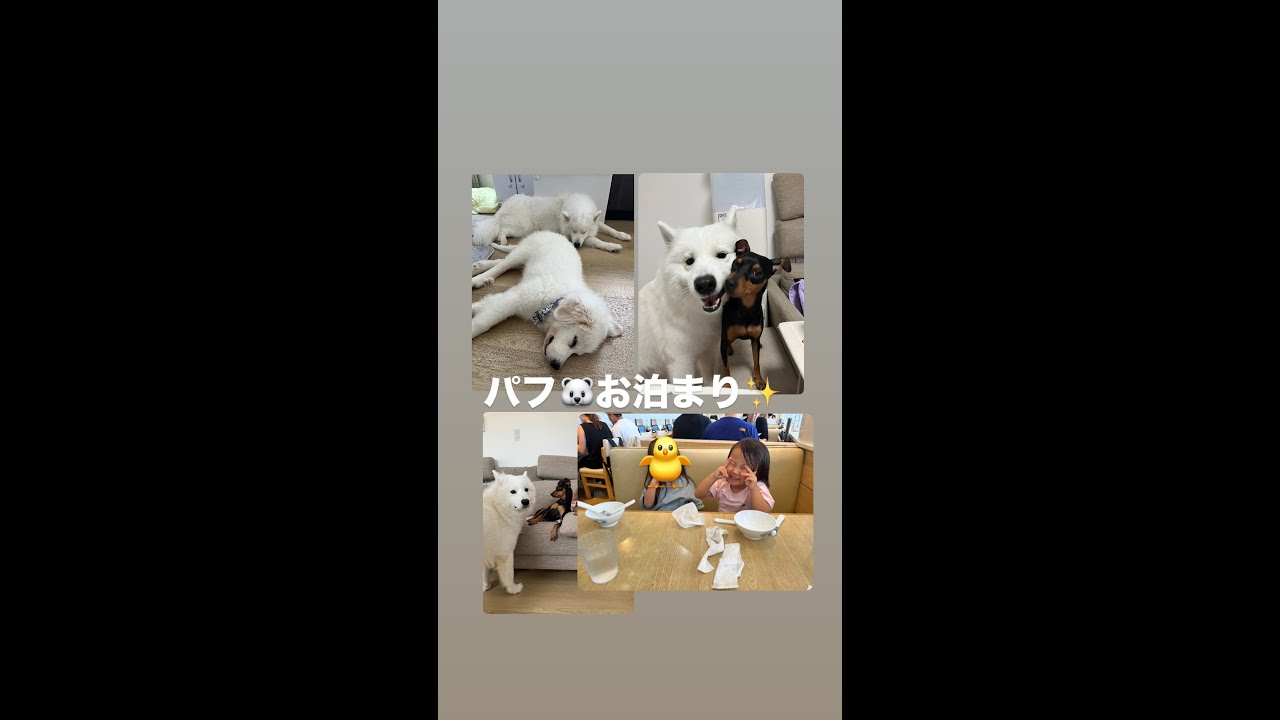 【パフ🐻‍❄️がお泊まりにきました！】#犬 #dog #pyrenees #ピレニーズ #プードル #ミニピン #poodle #pinscher #samoyed #サモエド #小型犬 #大型犬