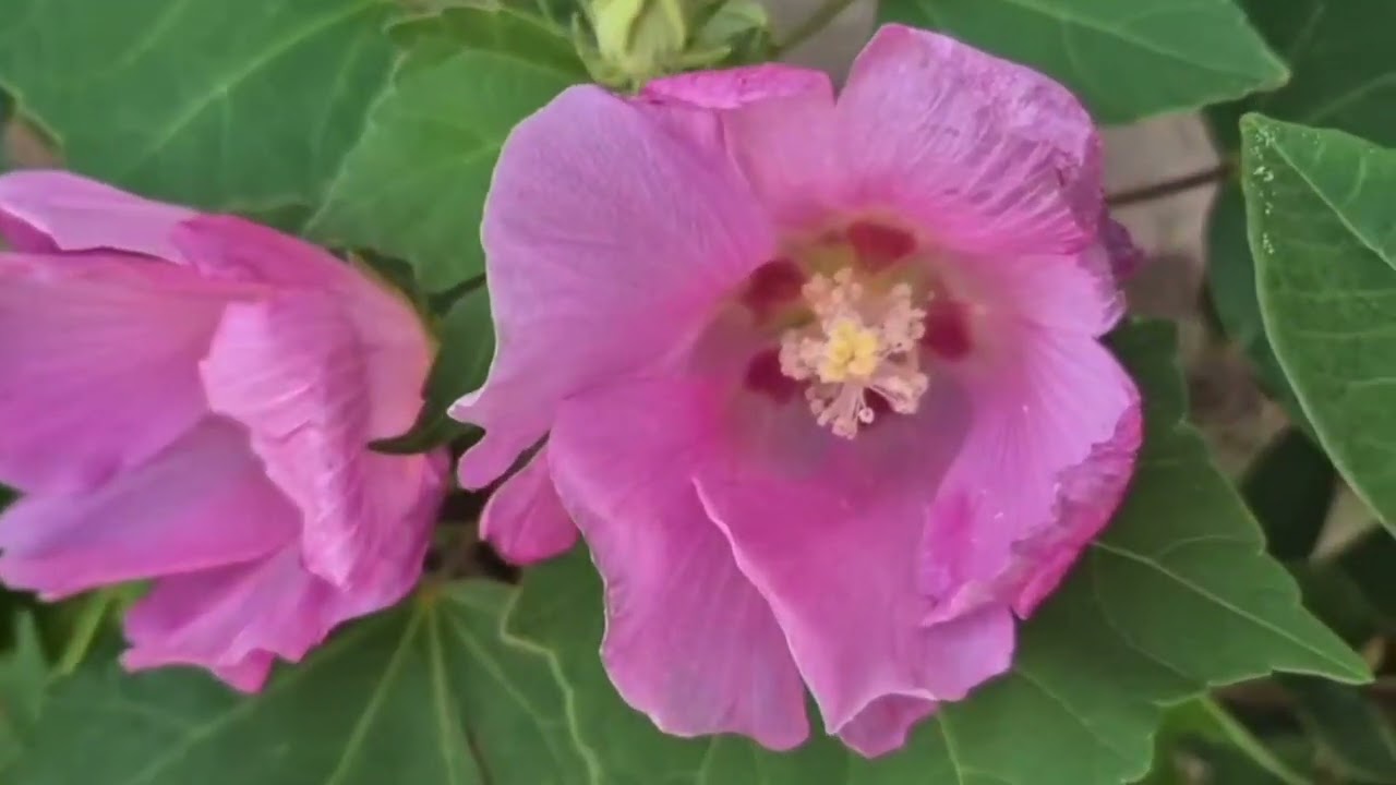 한 그루 # 부용화의 시간 , 이전 영상 재구성 (더보기 설명있어요)
