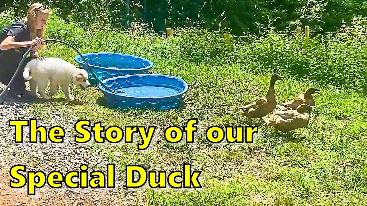 The Incredible Journey of Our Momma Duck: From Day 1 to Motherhood