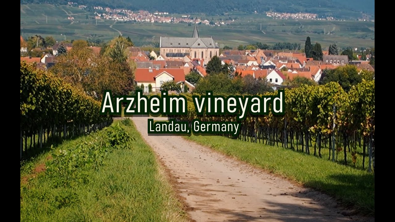 Arzheim Vineyard. Landau, Germany. #germany #sonyfx30 #vineyardlife