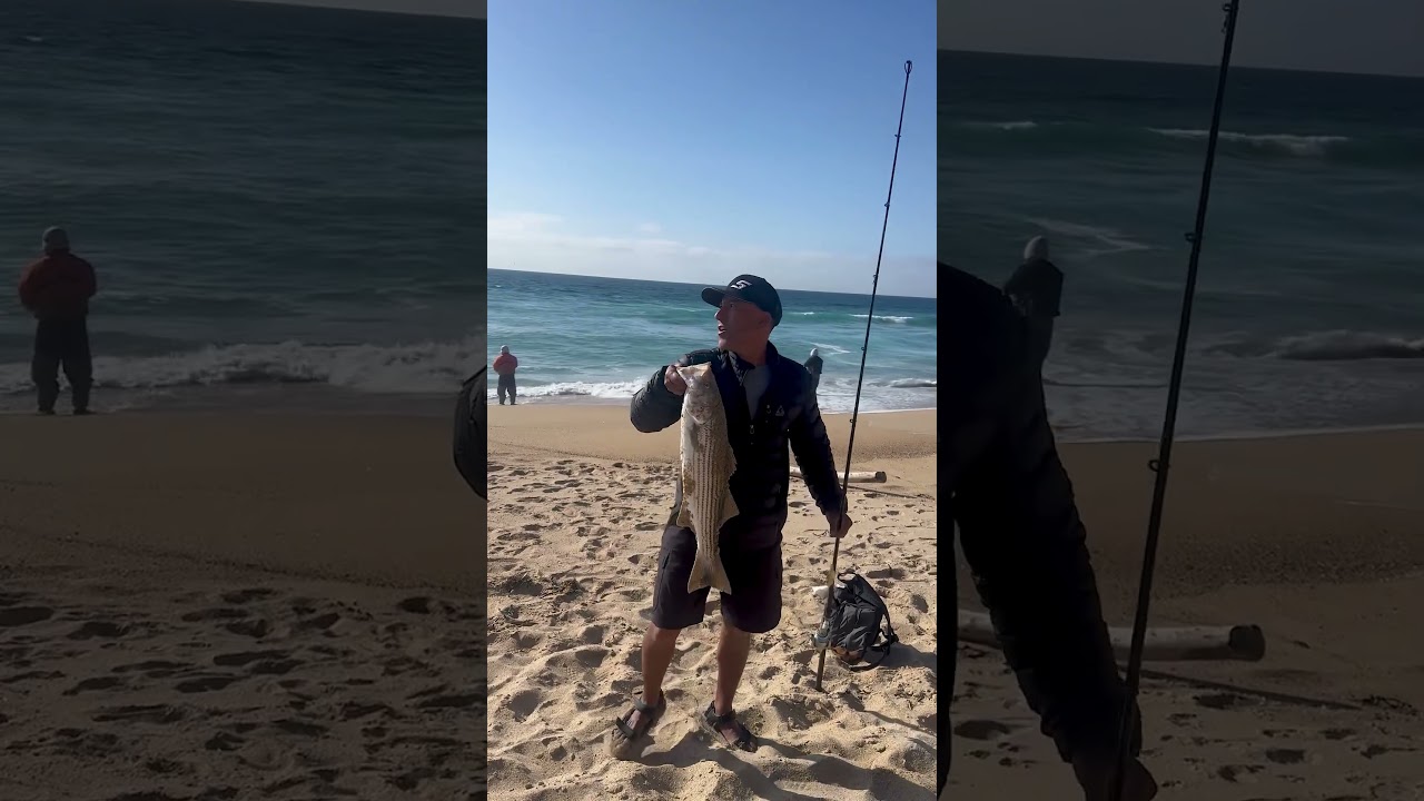 Striped Bass Monterey Bay #stripedbass #fishing #montereycalifornia #surffishing #beachlife