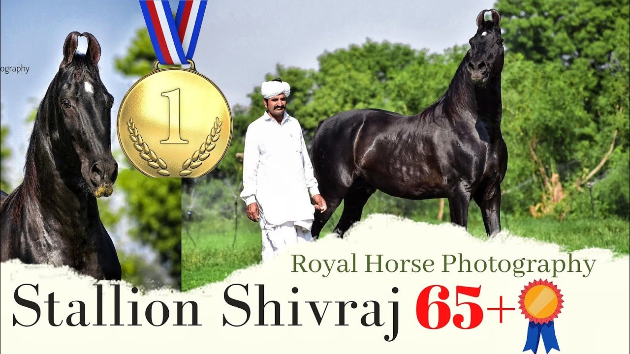 The legendary stallion Shivaraj sekravala 65+/ Royal Horse Photography/ marwadi horse / horse lovers