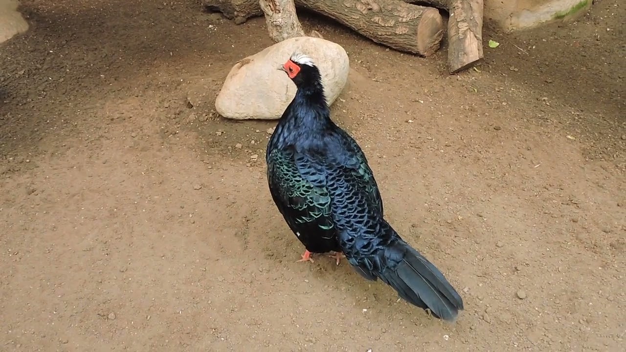 Annaminfasaani Lophura edwardsi Bioparc Fuengirola Spain 2015-2024