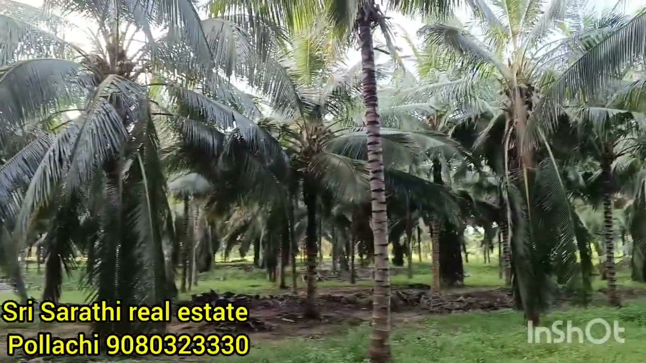 16 ஏக்கர் இளநீர் தென்னை பொள்ளாச்சி ஏரியா