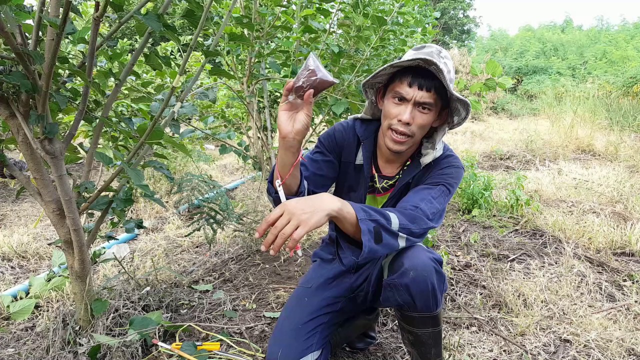 การขยายพันธุ์หม่อน/มัลเบอรี่ ด้วยการตอนกิ่ง (Mul berry  propagation By graft methods )