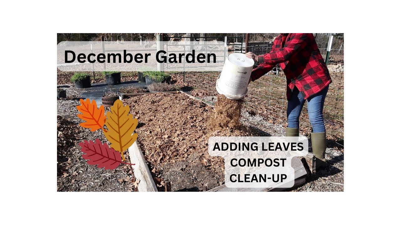 December gardening / Adding shredded leaves to the garden / Making winter compost