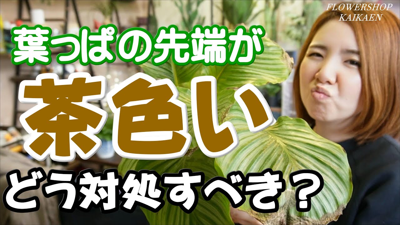 カラテア　葉っぱの先端が茶色い　切るべき？　そのまま残すべき？　対処方法　教えて　日光　温度　風　大事【おうちでグリーン】開花園チャンネル