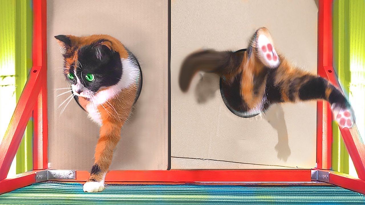 JUSQU'À QUELLE HAUTEUR PEUT SAUTER UN CHAT?