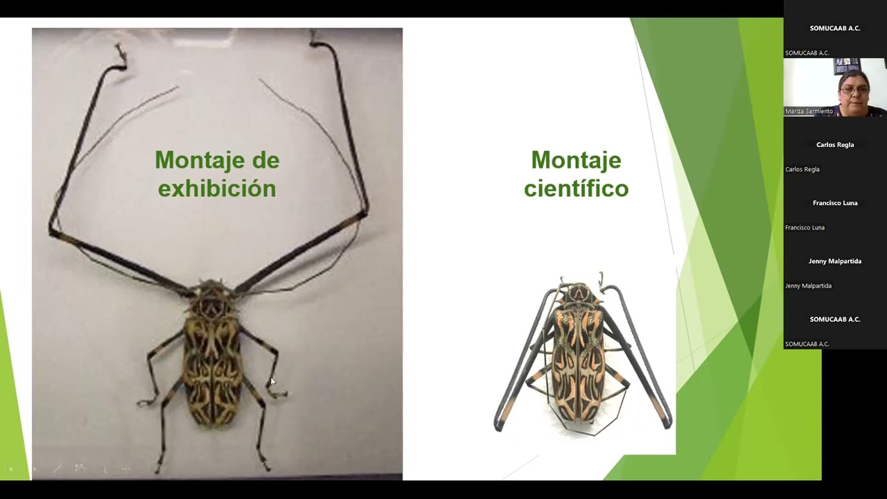 DIA 1 CPCB 2023 4 Montaje de insectos en alfiler y laminillas DraBRV DraMM DraMAS DrJMRV
