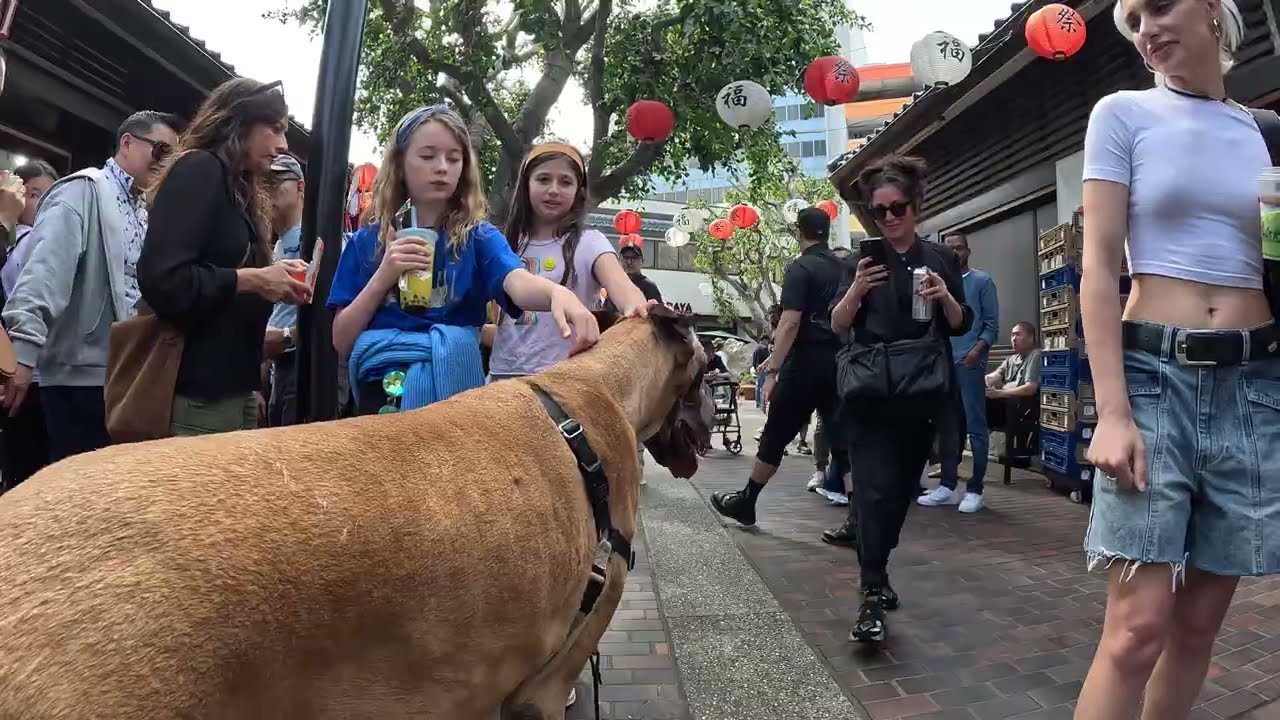 Cash 2.0 Great Dane in Little Tokyo downtown Los Angeles 29