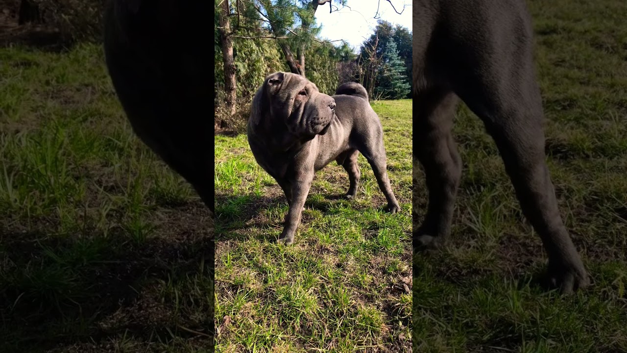 Blue Sharpei 🐾🐾🐾