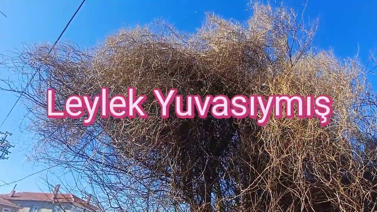 Kırklareli-Pınarhisar-Yenice (Skepasto) Rum Köyü / Taş ev projesi ve Ağaç bakımı budama