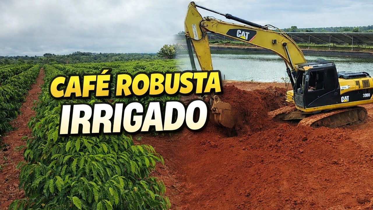 Propriedade sem água, investimento e trabalho pesado fez a diferença nesta lavoura.