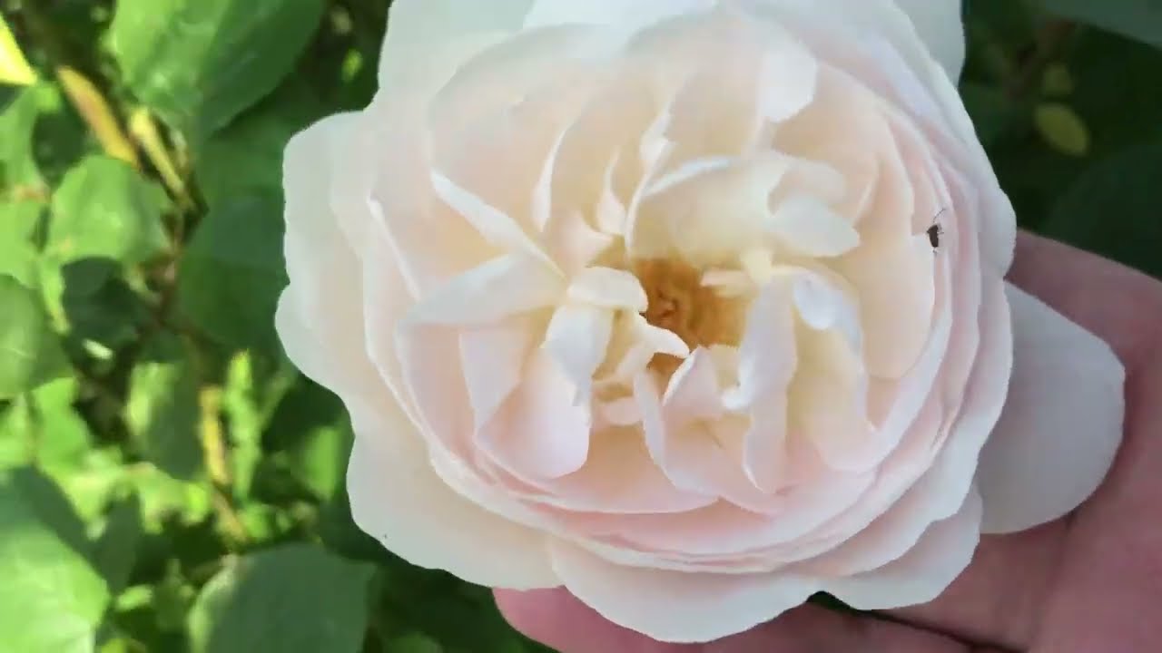 Vorgarten, Erste Rosenblüten