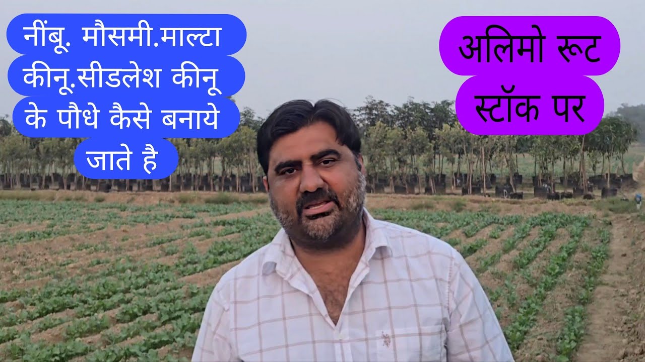55..alemow rootstock पर नींबू.. कीनू..सीडलेश कीनू.. रेड माल्टा के पौधे कैसे बनाये जाते है 9896522933