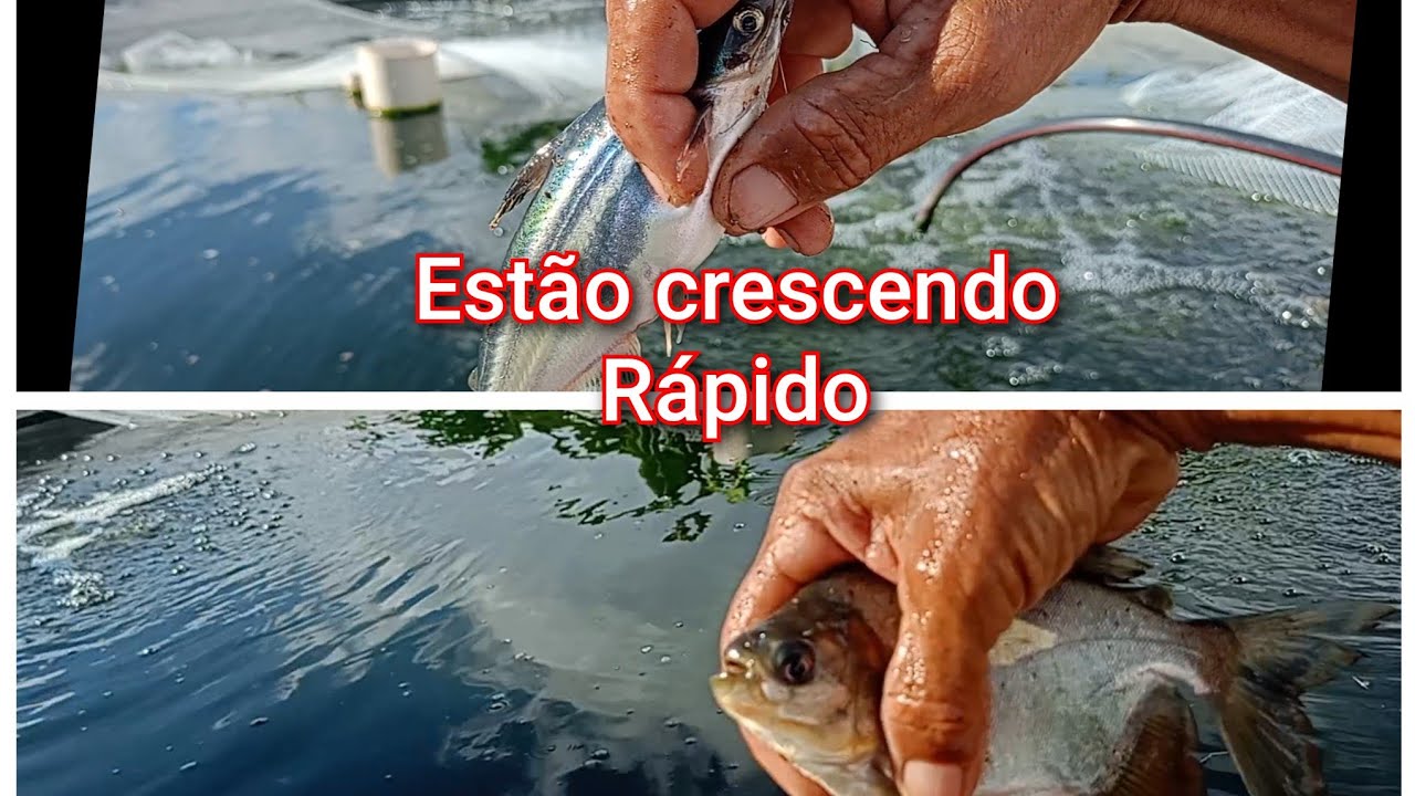 Fase de crescimento dos peixes (segundo tanque)