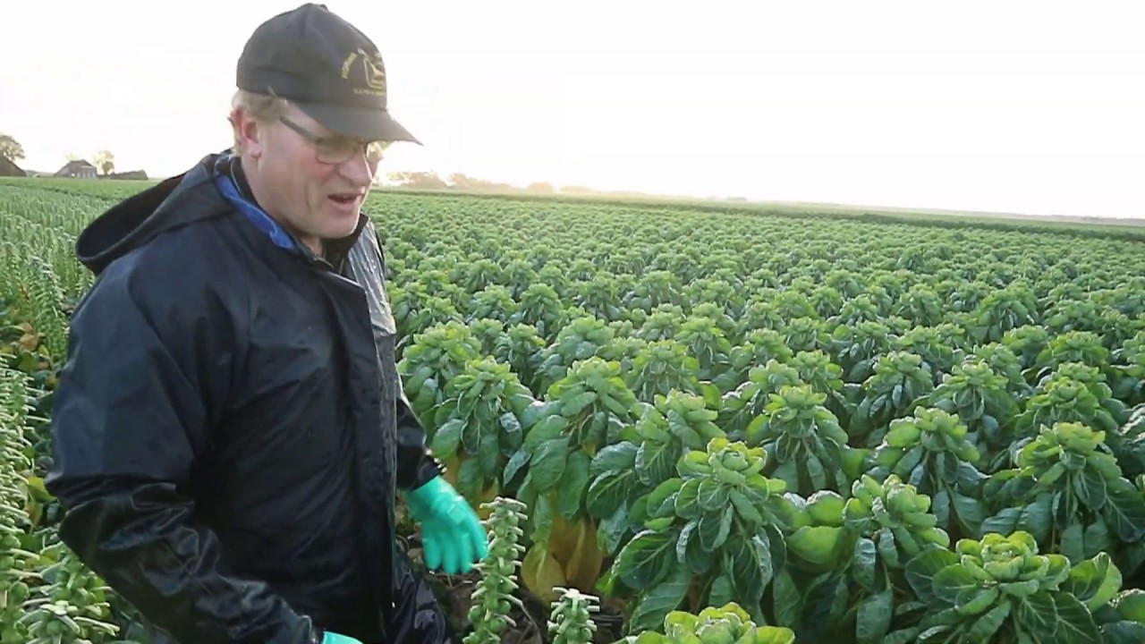 Spruitjestijd! Spruitjesboer Wim Kroon moet aan de bak - Bie de boer (53)