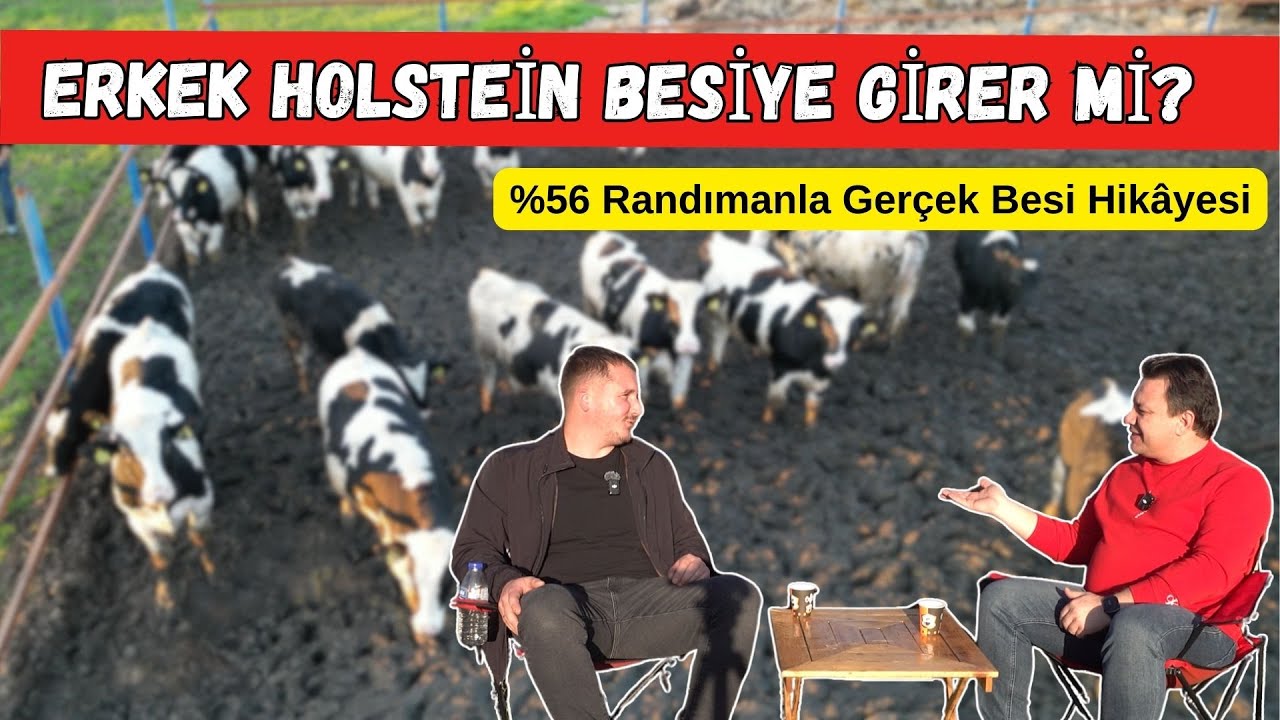 Erkek Holstein Besiye Girer mi? %56 Randımanla Gerçek Besi Hikâyesi
