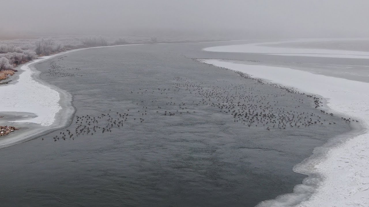 Midwinter Waterfowl Survey - NDGF - 01-26-2026
