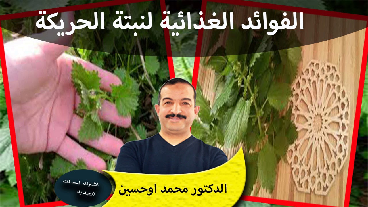 الفوائد الغذائية العجيبة لنبتة الحريكة الكمية والكيفية حلقة ثالتة/الدكتور محمد اوحسين