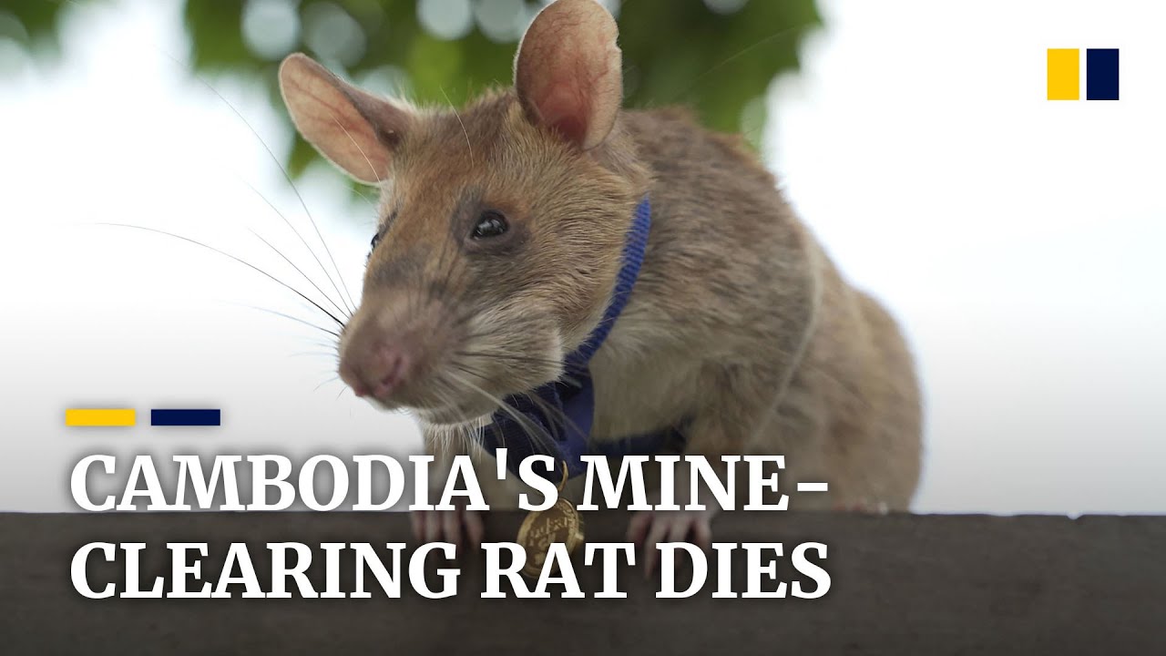 Cambodia’s landmine-sniffing ‘hero rat’ dies at the age of 8