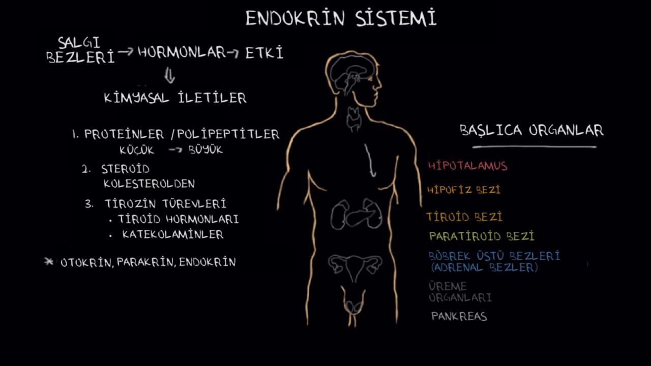 Endokrin Sisteminin Davranış Üzerindeki Etkileri, 1. Bölüm (Sağlık ve Tıp) (Psikoloji / Davranış)