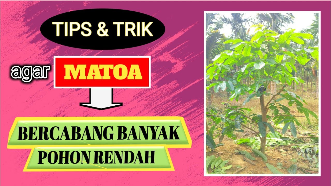 Tips agar pohon matoa bercabang banyak dan rendah #matoa